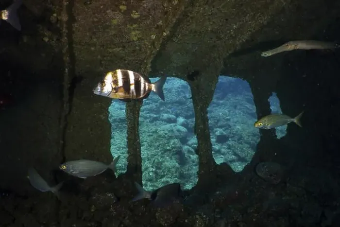 Framed Print : Several fish swimming in a room of a shipwreck Framed Print : Several fish swimming in a room of a shipwreck