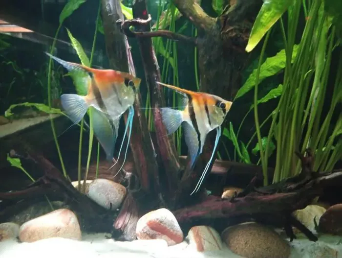 Framed Print : Two fish swimming in a tank with a rock and some plants. The fish are orange and blue Framed Print : Two fish swimming in a tank with a rock and some plants. The fish are orange and blue