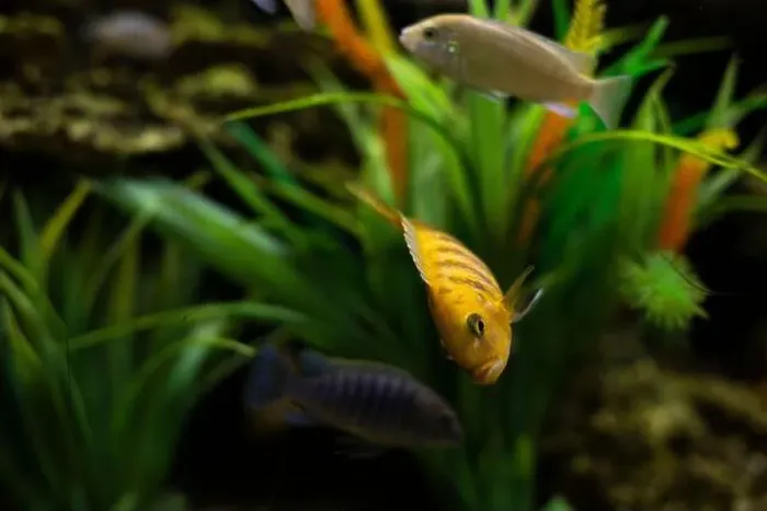 Framed Print : Fish in water. Life in aquarium. Fish among plants at depth. Pets of different species Framed Print : Fish in water. Life in aquarium. Fish among plants at depth. Pets of different species