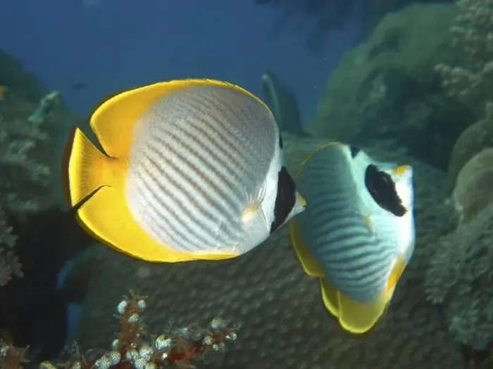 Framed Print : Two fish with yellow and white pattern Framed Print : Two fish with yellow and white pattern
