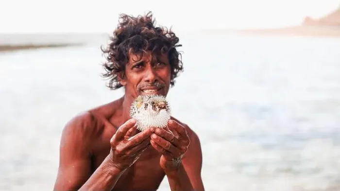 Framed Print : A fisherman proudly displays a puffer fish near the water on Socotra island Framed Print : A fisherman proudly displays a puffer fish near the water on Socotra island