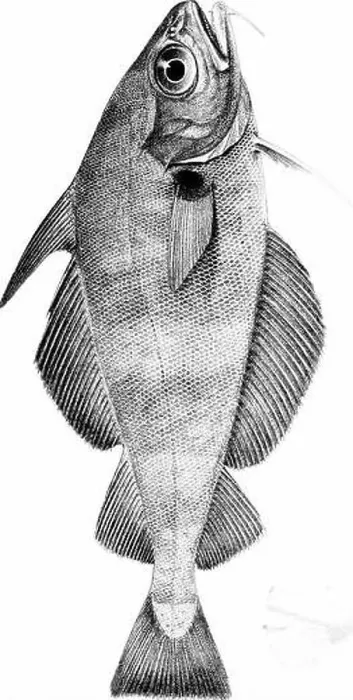 Framed Print : The fishes of Great Britain and Ireland Framed Print : The fishes of Great Britain and Ireland