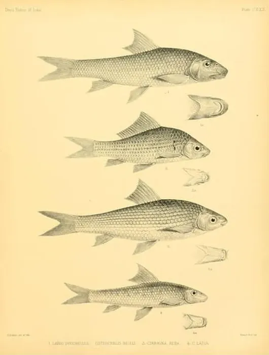 Framed Print : The fishes of India (Plate CXXX) (6924456400) Framed Print : The fishes of India (Plate CXXX) (6924456400)