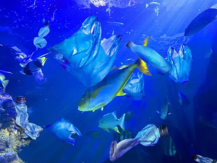 Framed Print : Fishes swimming among plastic garbage in sea. Environmental pollution Framed Print : Fishes swimming among plastic garbage in sea. Environmental pollution