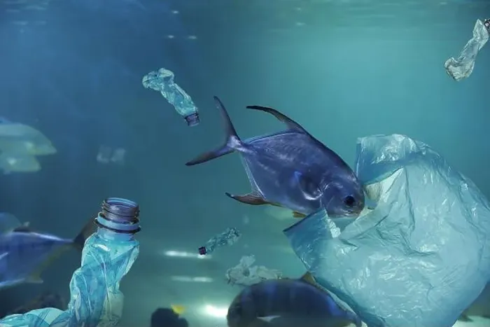 Framed Print : Fishes swimming among plastic garbage in sea. Environmental pollution Framed Print : Fishes swimming among plastic garbage in sea. Environmental pollution