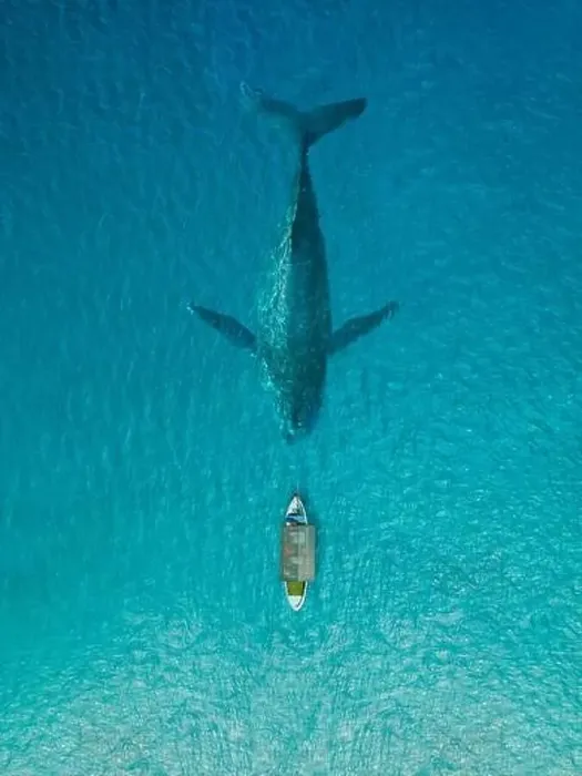 Framed Print : Fishing boat face to face the big whale in clear blue ocean Framed Print : Fishing boat face to face the big whale in clear blue ocean