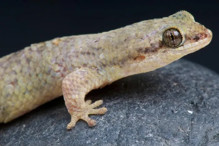 Framed Print : Fishscale gecko (Geckolepis petiti) Framed Print : Fishscale gecko (Geckolepis petiti)