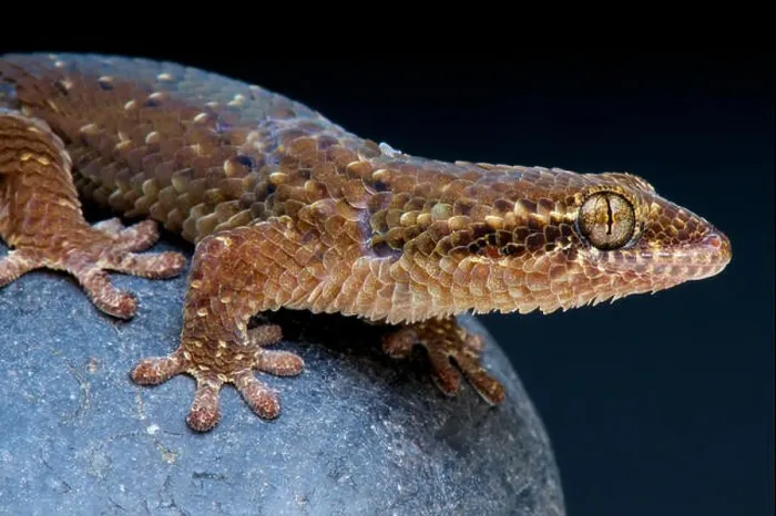 Framed Print : Fishscaled gecko / Geckolepis maculata Framed Print : Fishscaled gecko / Geckolepis maculata