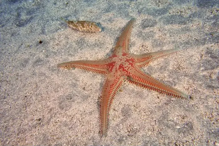 Framed Print : Five-armed red speckled starfish