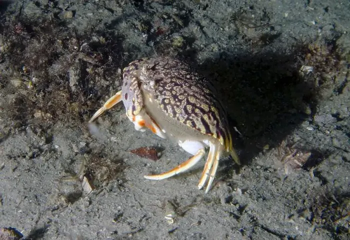 Framed Print : A Flame Box Crab (Calappa flammea) in Florida, USA Framed Print : A Flame Box Crab (Calappa flammea) in Florida, USA