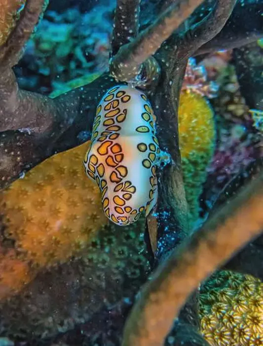 Framed Print : flamingo tongue snail, Cyphoma gibbosum is a species of small but brightly colored sea snail Framed Print : flamingo tongue snail, Cyphoma gibbosum is a species of small but brightly colored sea snail