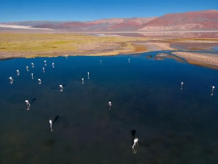 Framed Print : Flamingos in the colorful Laguna Carachi Pampa in the deserted highlands of northern Argentina - traveling Framed Print : Flamingos in the colorful Laguna Carachi Pampa in the deserted highlands of northern Argentina - traveling