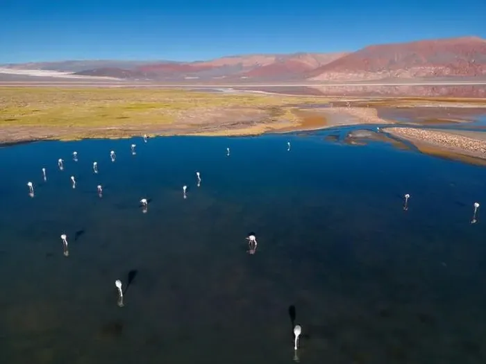 Framed Print : Flamingos in the colorful Laguna Carachi Pampa in the deserted highlands of northern Argentina - traveling Framed Print : Flamingos in the colorful Laguna Carachi Pampa in the deserted highlands of northern Argentina - traveling