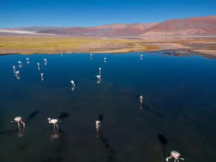 Framed Print : Flamingos in the colorful Laguna Carachi Pampa in the deserted highlands of northern Argentina - traveling Framed Print : Flamingos in the colorful Laguna Carachi Pampa in the deserted highlands of northern Argentina - traveling