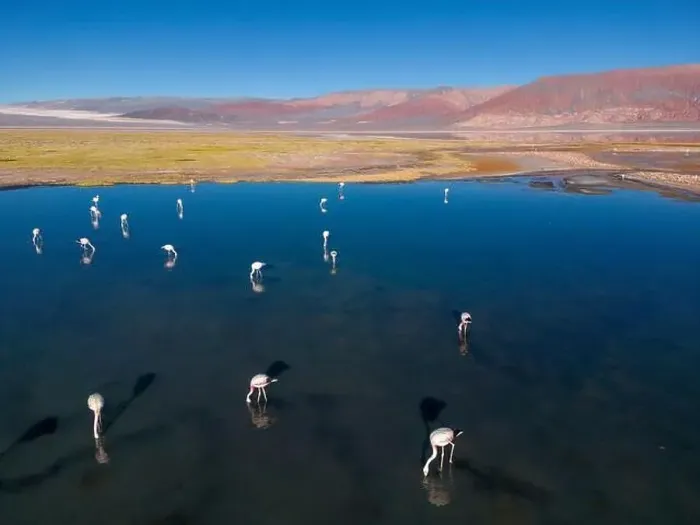 Framed Print : Flamingos in the colorful Laguna Carachi Pampa in the deserted highlands of northern Argentina - traveling