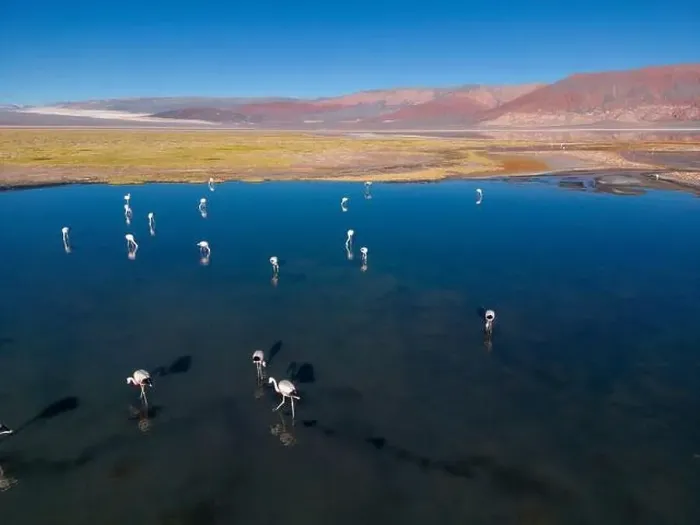 Framed Print : Flamingos in the colorful Laguna Carachi Pampa in the deserted highlands of northern Argentina - traveling