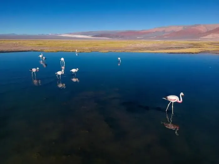Framed Print : Flamingos in the colorful Laguna Carachi Pampa in the deserted highlands of northern Argentina - traveling Framed Print : Flamingos in the colorful Laguna Carachi Pampa in the deserted highlands of northern Argentina - traveling