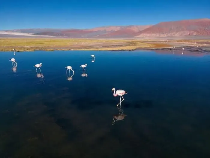 Framed Print : Flamingos in the colorful Laguna Carachi Pampa in the deserted highlands of northern Argentina - traveling Framed Print : Flamingos in the colorful Laguna Carachi Pampa in the deserted highlands of northern Argentina - traveling
