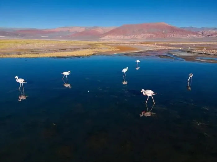 Framed Print : Flamingos in the colorful Laguna Carachi Pampa in the deserted highlands of northern Argentina - traveling Framed Print : Flamingos in the colorful Laguna Carachi Pampa in the deserted highlands of northern Argentina - traveling