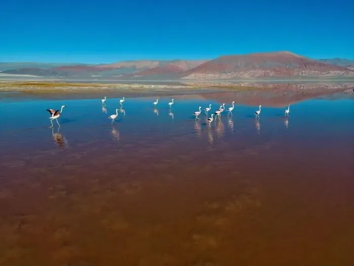 Framed Print : Flamingos in the colorful Laguna Carachi Pampa in the deserted highlands of northern Argentina - traveling Framed Print : Flamingos in the colorful Laguna Carachi Pampa in the deserted highlands of northern Argentina - traveling