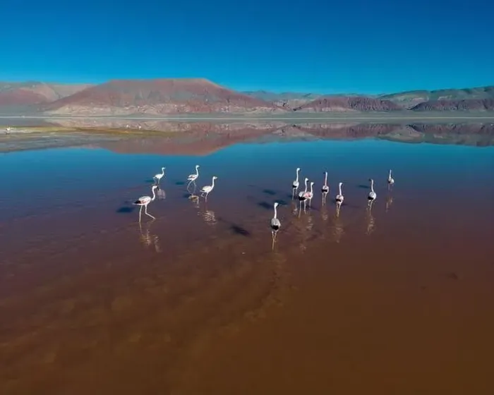 Framed Print : Flamingos in the colorful Laguna Carachi Pampa in the deserted highlands of northern Argentina - traveling