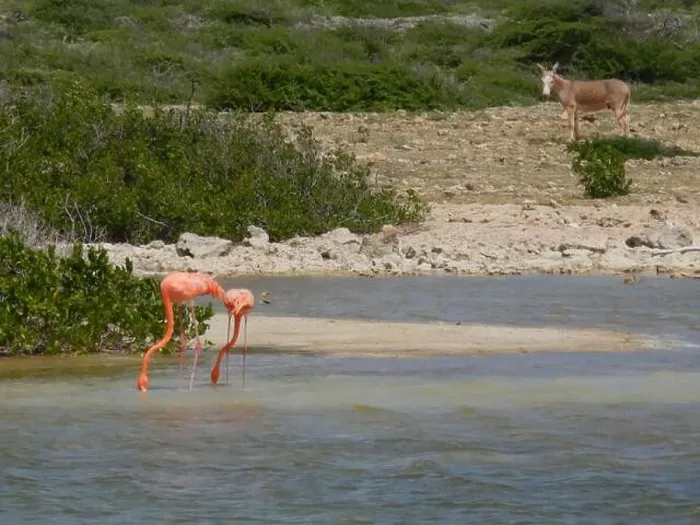 Framed Print : Flamingo's and a donkey foraging in a salt pan on the tropical island of Bonaire Framed Print : Flamingo's and a donkey foraging in a salt pan on the tropical island of Bonaire