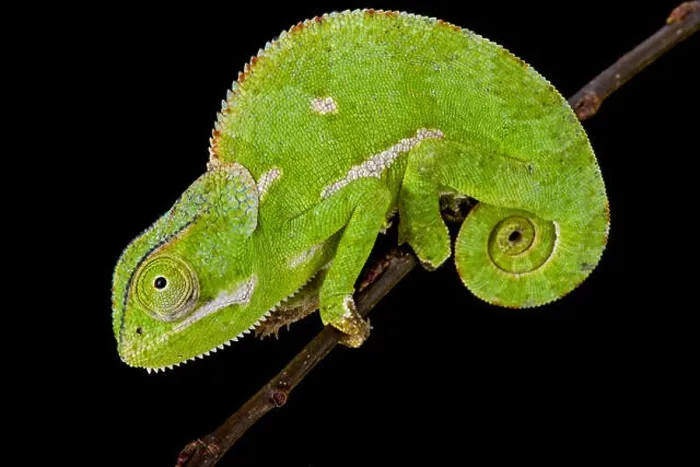 Framed Print : Flapnecked chamaeleon (Chamaeleo dilepis) Framed Print : Flapnecked chamaeleon (Chamaeleo dilepis)