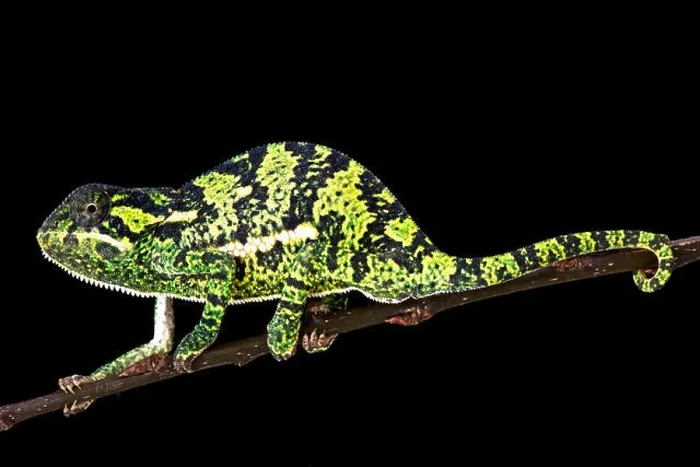 Framed Print : Flapnecked chamaeleon (Chamaeleo dilepis) Framed Print : Flapnecked chamaeleon (Chamaeleo dilepis)