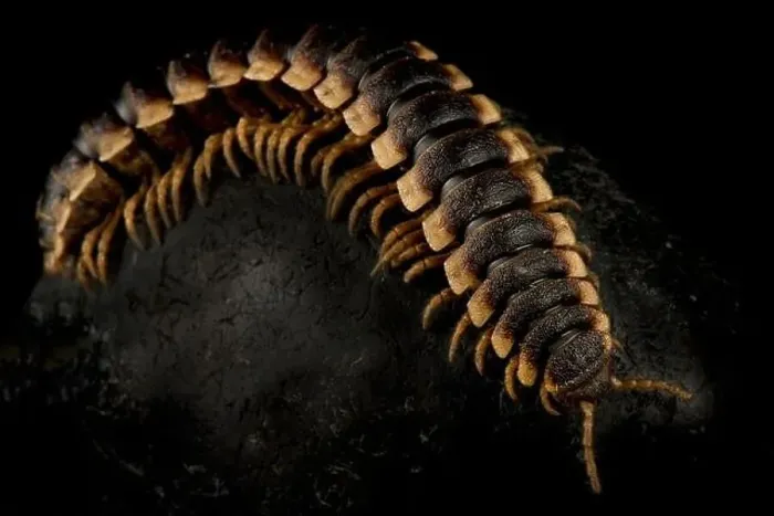 Framed Print : Flat-backed millipede (Polydesmidae sp.) Framed Print : Flat-backed millipede (Polydesmidae sp.)