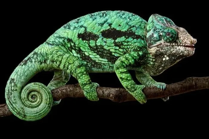 Framed Print : Flat-casqued chameleon (Calumma globifer) male Framed Print : Flat-casqued chameleon (Calumma globifer) male