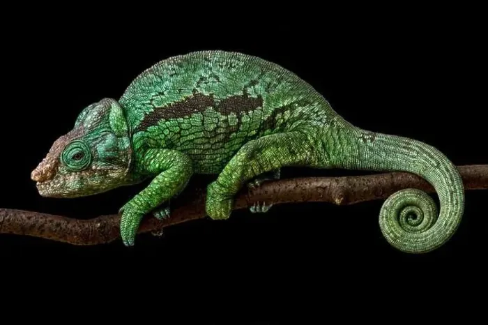 Framed Print : Flat-casqued chameleon (Calumma globifer) male Framed Print : Flat-casqued chameleon (Calumma globifer) male