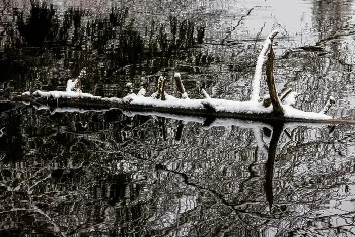 Framed Print : Floating log in a lake on a snowy day on the Olympic Peninsula, Washington State, USA Framed Print : Floating log in a lake on a snowy day on the Olympic Peninsula, Washington State, USA