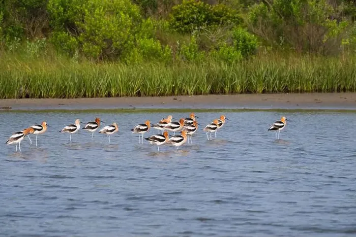 Framed Print : The flock of American avocets feeding in a tidal marsh, Galveston, Texas Framed Print : The flock of American avocets feeding in a tidal marsh, Galveston, Texas