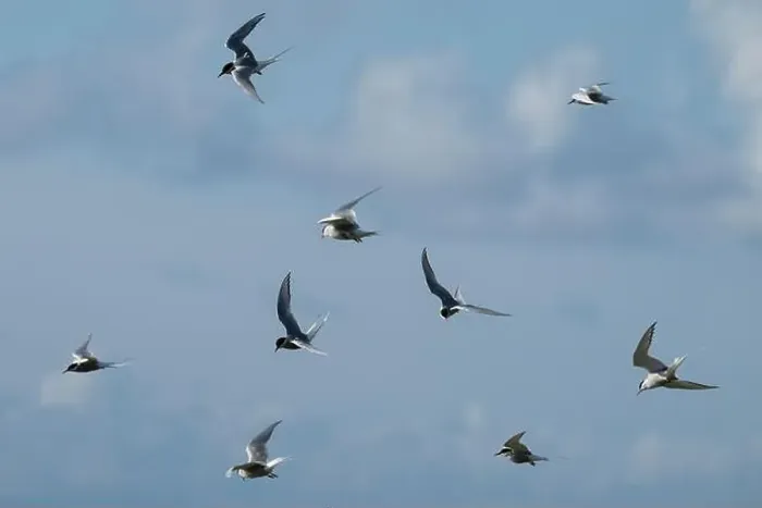 Framed Print : Flock of Arctic Tern (Sterna paradisaea) in flight, Orkney, Scotland Framed Print : Flock of Arctic Tern (Sterna paradisaea) in flight, Orkney, Scotland