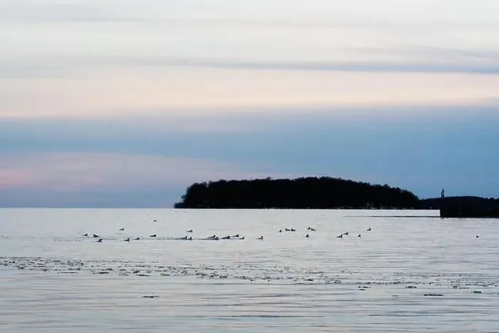 Framed Print : A flock of bird feed in the water on lake Simcoe during a spring sunset Framed Print : A flock of bird feed in the water on lake Simcoe during a spring sunset
