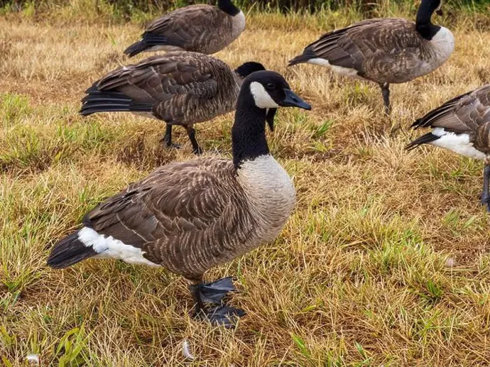 Framed Print : A flock of Canada geese, Branta canadensis, foraging for food in a grassy field Framed Print : A flock of Canada geese, Branta canadensis, foraging for food in a grassy field