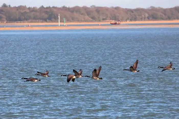 Framed Print : A flock of Canada Geese (branta canadensis) flying in formation from right to left over the sea Framed Print : A flock of Canada Geese (branta canadensis) flying in formation from right to left over the sea