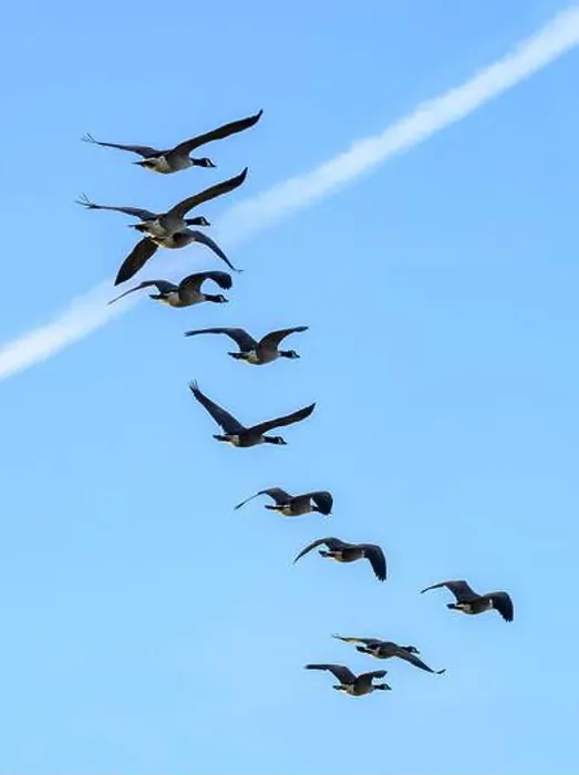 Framed Print : Flock of Canada Geese flying over early morning on the Somerset Levels Framed Print : Flock of Canada Geese flying over early morning on the Somerset Levels