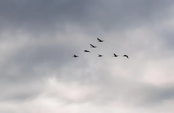 Framed Print : Flock of Canada geese flying in V shape formation across a cloudy sky Framed Print : Flock of Canada geese flying in V shape formation across a cloudy sky