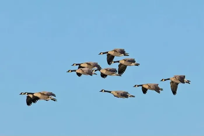 Framed Print : A flock of canadian geese fly in formation on a bright and sunny day in eastern Washington Framed Print : A flock of canadian geese fly in formation on a bright and sunny day in eastern Washington