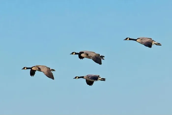 Framed Print : A flock of canadian geese fly in formation on a bright and sunny day in eastern Washington Framed Print : A flock of canadian geese fly in formation on a bright and sunny day in eastern Washington