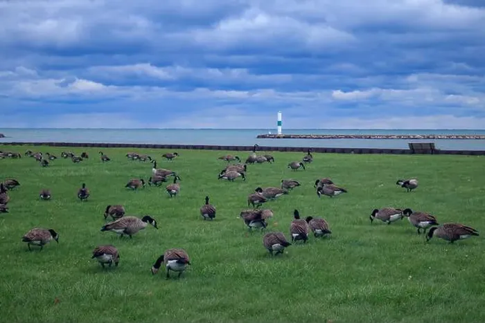 Framed Print : A flock of Canadian Geese grazes on a lush green field with the backdrop of a cloudy sky Framed Print : A flock of Canadian Geese grazes on a lush green field with the backdrop of a cloudy sky