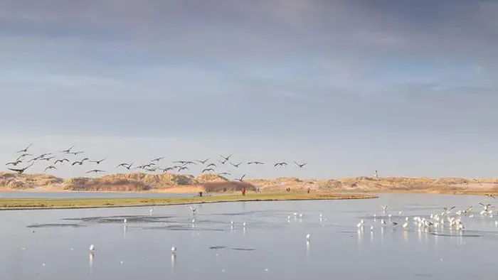 Framed Print : A flock of Canadian Geese seen flying over frozen water at Crosby near Liverpool Framed Print : A flock of Canadian Geese seen flying over frozen water at Crosby near Liverpool