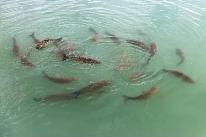 Framed Print : Flock of carp fish is in blue water, close up photo with selective focus