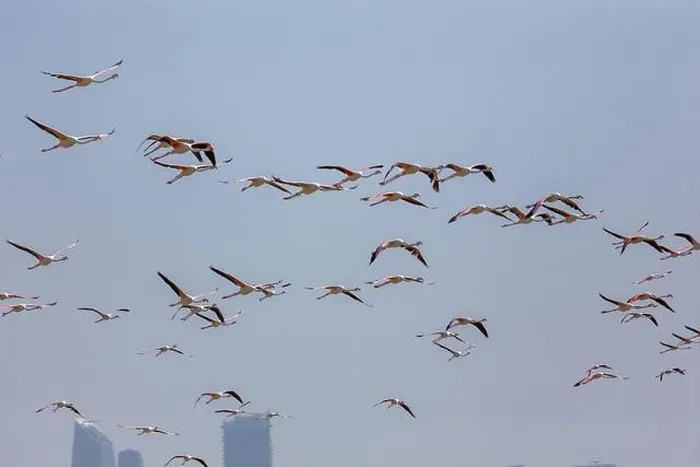 Framed Print : Flock of Greater Flamingos (Phoenicopterus roseus) in Ras Al Khor Wildlife Sanctuary in Dubai Framed Print : Flock of Greater Flamingos (Phoenicopterus roseus) in Ras Al Khor Wildlife Sanctuary in Dubai