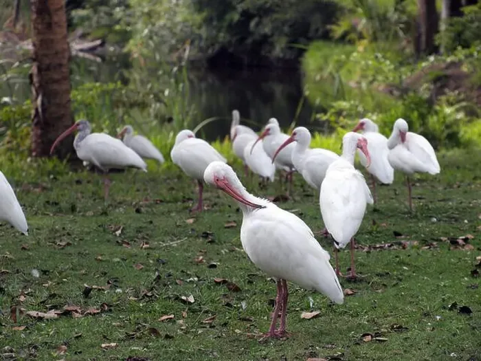Framed Print : A flock of ibises cleaning up feathers Framed Print : A flock of ibises cleaning up feathers