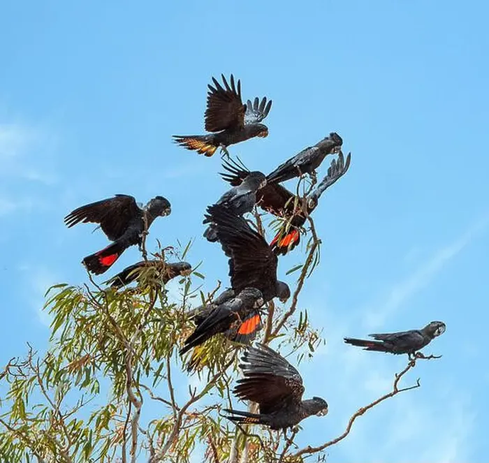 Framed Print : Flock of Red-tailed Black Cockatoos (Calyptorhynchus banksii) perched on treetop, Western Australia, WA, Australia Framed Print : Flock of Red-tailed Black Cockatoos (Calyptorhynchus banksii) perched on treetop, Western Australia, WA, Australia