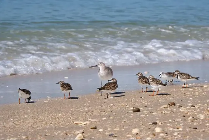 Framed Print : A flock of small sandpipers are gathered around one larger Willet bird on a beach in Naples Florida Framed Print : A flock of small sandpipers are gathered around one larger Willet bird on a beach in Naples Florida