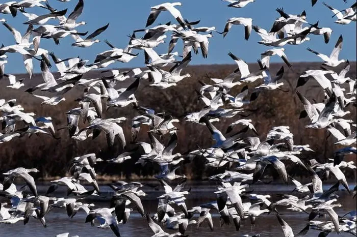 Framed Print : Flock of Snow Geese taking off from the wetlands of their winter home at Bosque Del Apache National Wildlife Refuge Framed Print : Flock of Snow Geese taking off from the wetlands of their winter home at Bosque Del Apache National Wildlife Refuge