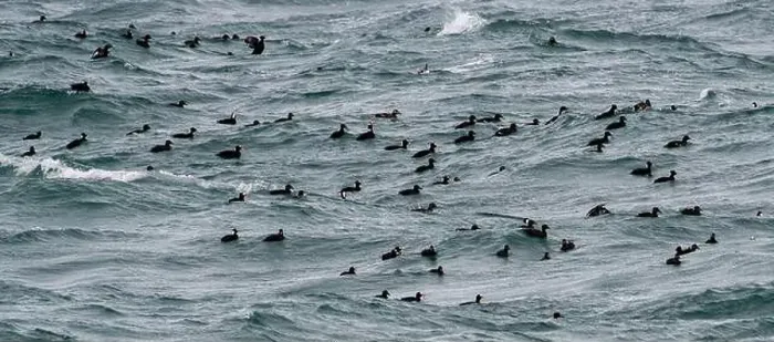 Framed Print : Flock of Surf Scoters swimming in rough water, British Columbia, Canada Framed Print : Flock of Surf Scoters swimming in rough water, British Columbia, Canada